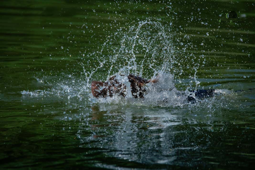 Water Trials for Hunting Dogs in Tě&scaron;any, Moravia Photography by Adam Simandel (6)