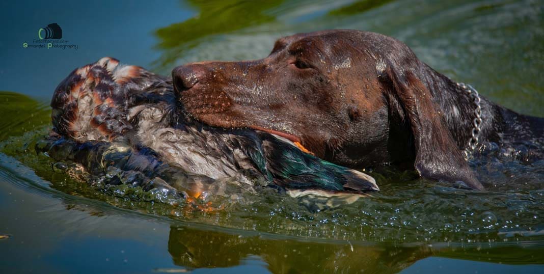 Water Trials for Hunting Dogs in Tě&scaron;any, Moravia Photography by Adam Simandel (60)