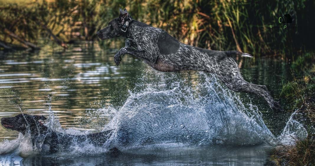 Water Trials for Hunting Dogs in Tě&scaron;any, Moravia Photography by Adam Simandel (71)