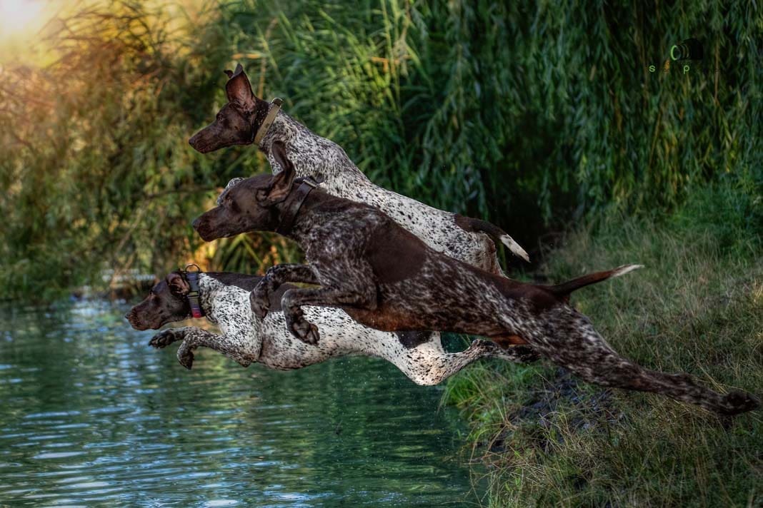 Water Trials for Hunting Dogs in Tě&scaron;any, Moravia Photography by Adam Simandel (74)