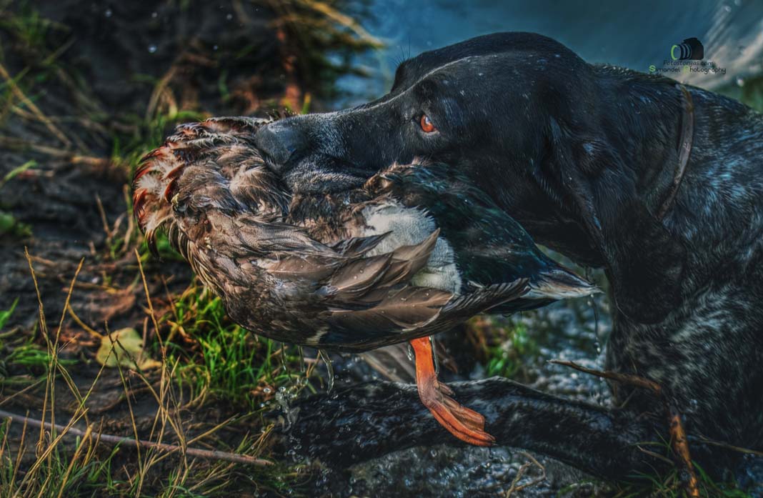 Water Trials for Hunting Dogs in Tě&scaron;any, Moravia Photography by Adam Simandel (77)