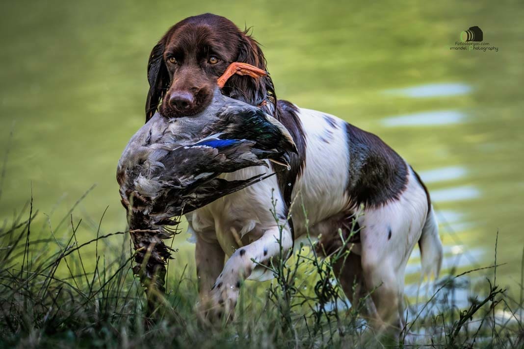 Water Trials for Hunting Dogs in Tě&scaron;any, Moravia Photography by Adam Simandel (80)