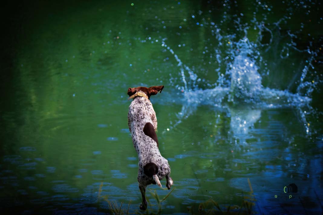 Water Trials for Hunting Dogs in Tě&scaron;any, Moravia Photography by Adam Simandel (81)