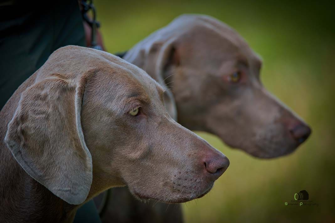 Water Trials for Hunting Dogs in Tě&scaron;any, Moravia Photography by Adam Simandel (82)