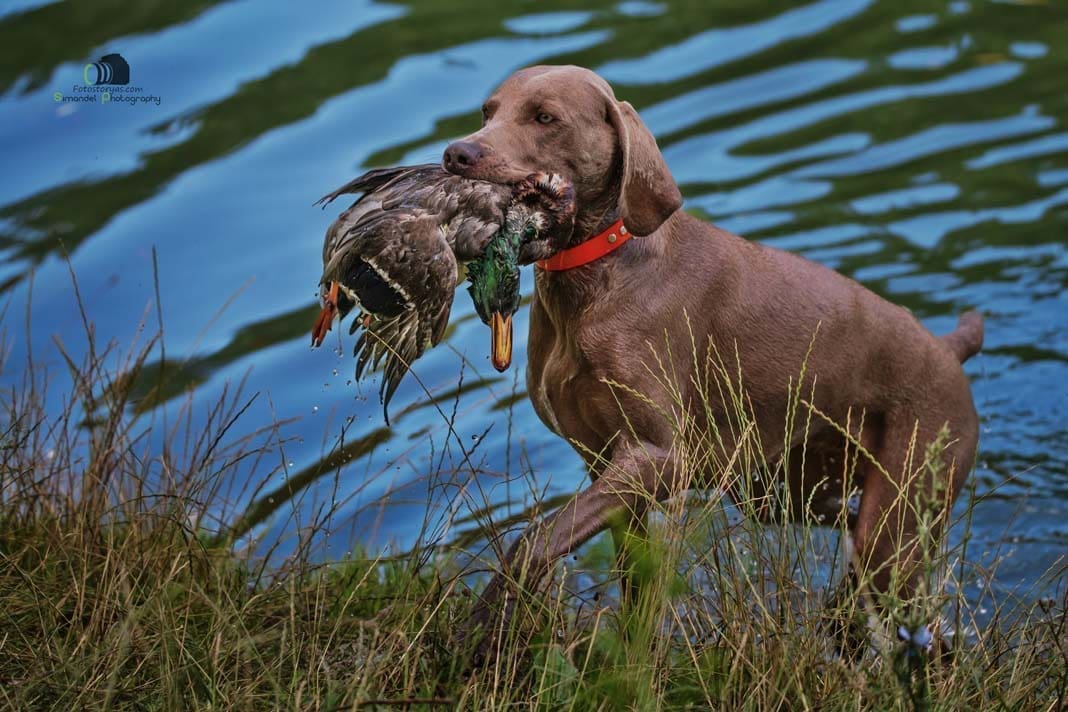 Water Trials for Hunting Dogs in Tě&scaron;any, Moravia Photography by Adam Simandel (85)
