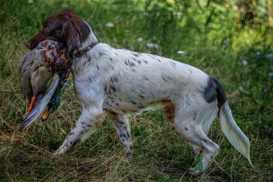 Water Trials for Hunting Dogs in Tě&scaron;any, Moravia Photography by Adam Simandel (9)