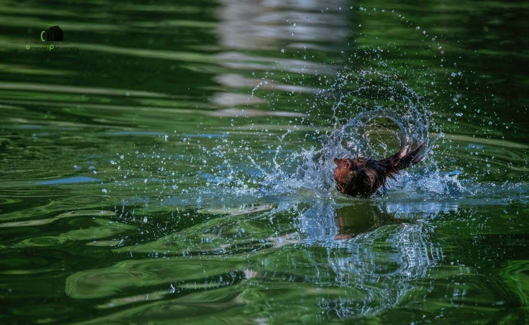 Water Trials for Hunting Dogs in Tě&scaron;any, Moravia Photography by Adam Simandel (91)