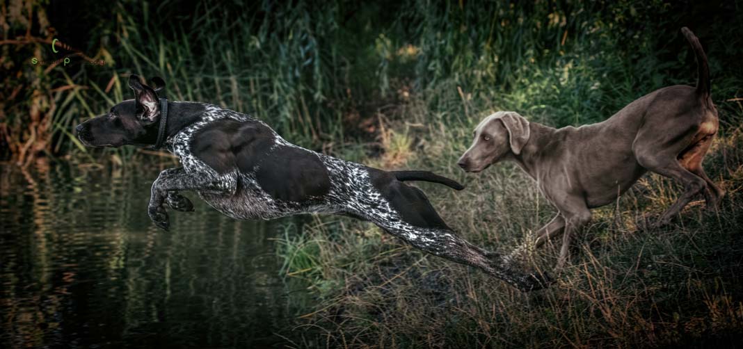 Water Trials for Hunting Dogs in Tě&scaron;any, Moravia Photography by Adam Simandel (92)