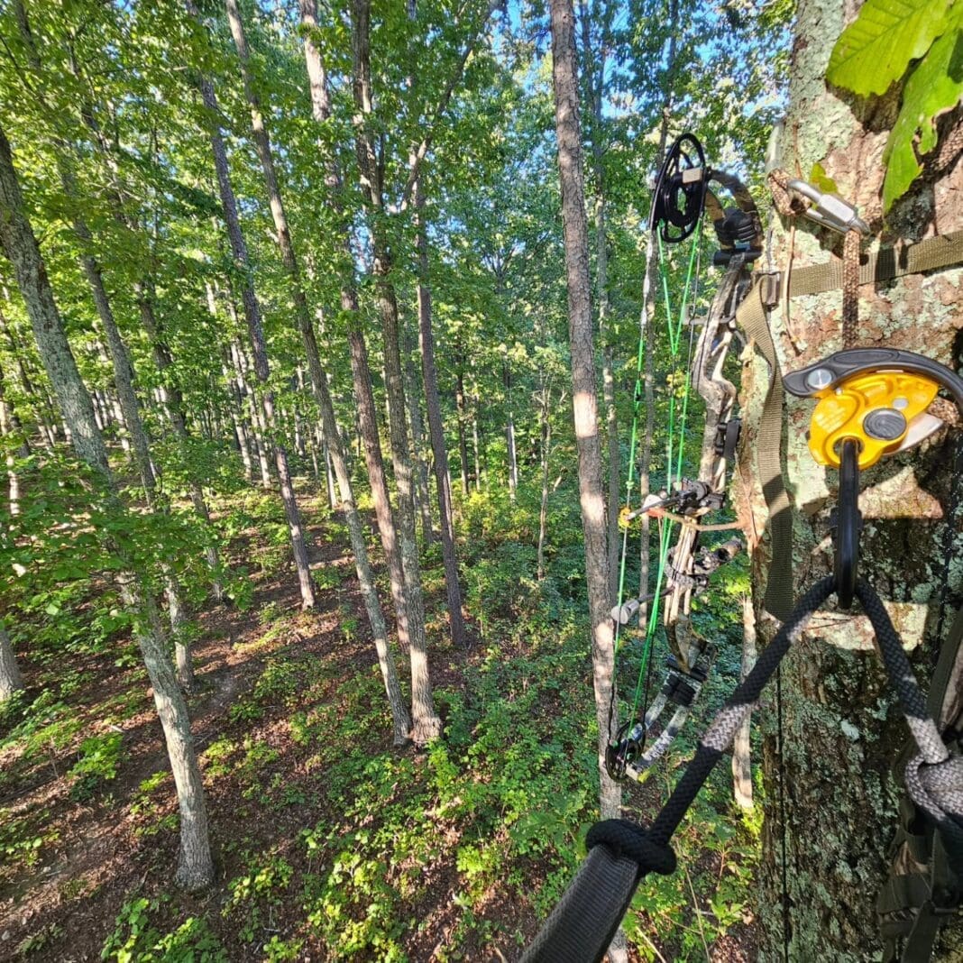 It was a good opening day sit in Alabama. Made it to the woods af...