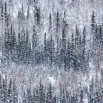 Haunting Unsolved Mysteries of Yukon’s Trapper and Hunter Deaths