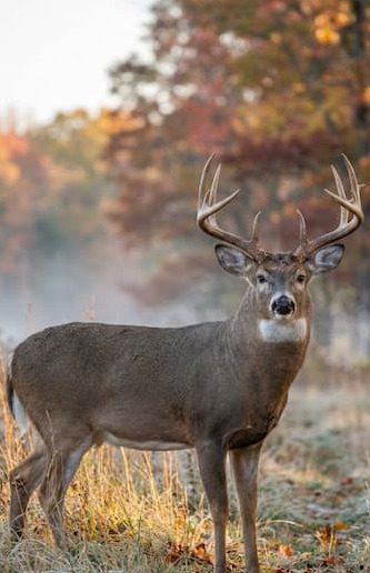 Deer Hunting for 10 point Trophy Whitetail Dee Buck Racks(2)(1)