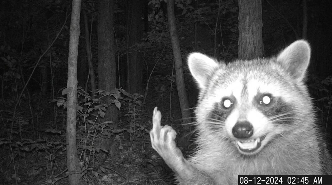 Black-and-white night trail camera photo of a grinning raccoon with glowing eyes raising its middle finger at the camera in a dark forest, time-stamped 2:45 AM